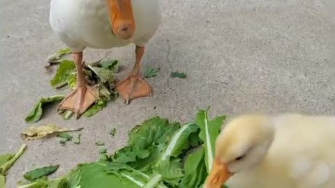 duck eating vegetables