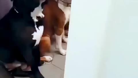 Why do you think these dogs are standing