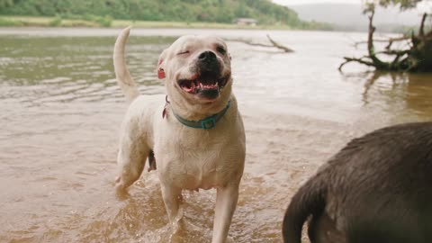 two dogs playing in the water.