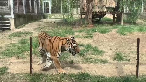 I'm so scared that this tiger will jump out and attack me!