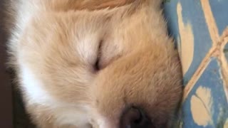 Brown puppy sleeping on blue carpet