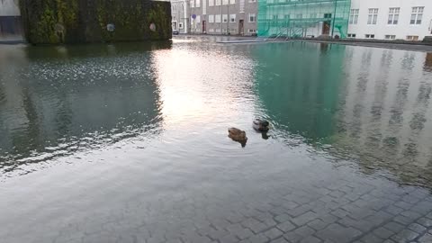 Tjörnin pond, Reykjavik