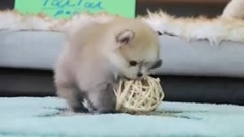 Cute and adorable dog play ball in his room