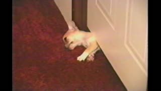 Chihuahua Puppy Amazingly Squeezes Himself Under Closed Door