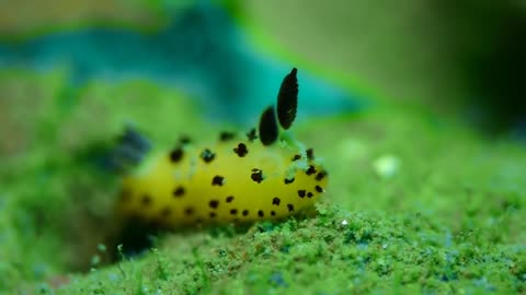 The sea slug of the Jorunna parva