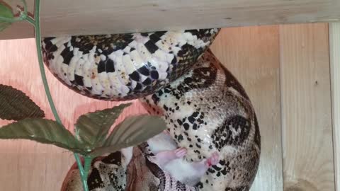 Red tailed boa eating rat big snake