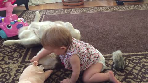 Patient dog allows baby to examine teeth