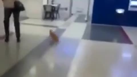 Cat catches a bat mid air