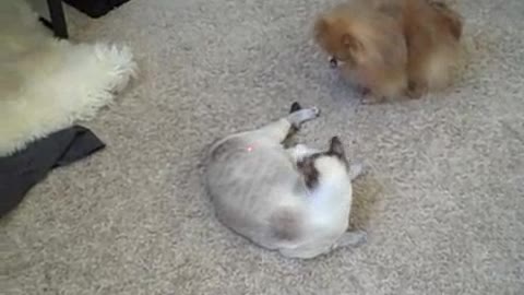 Cat chasing laser receives unexpected help