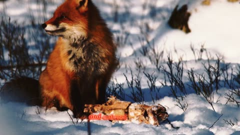 Foxy Chronicles: Discovering the Marvels of Red Foxes in the Wild #fascinating facts