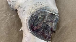 Seal With Huge Shark Bite Washes up on Sydney Beach
