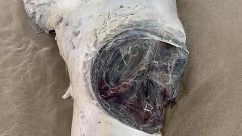 Seal With Huge Shark Bite Washes up on Sydney Beach