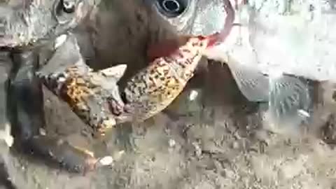 How Crabs Eat Fish