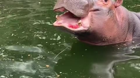 A hippo who can't find a watermelon