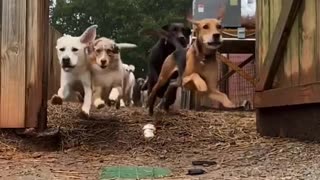 Funny Dogs