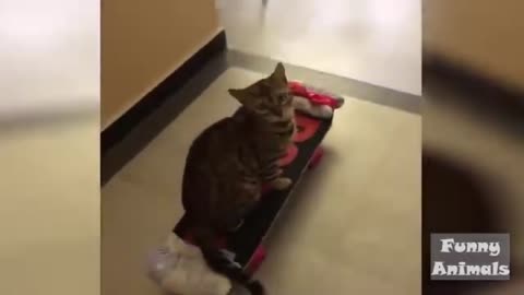 CAT RIDING SKATEBOARD IN THE HOUSE AND ENJOYS IT
