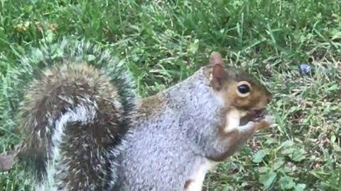Adorable Squirrel Cracks and Eats a Nut