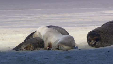 Wildlife Video Beautiful Animals And Birds With Music