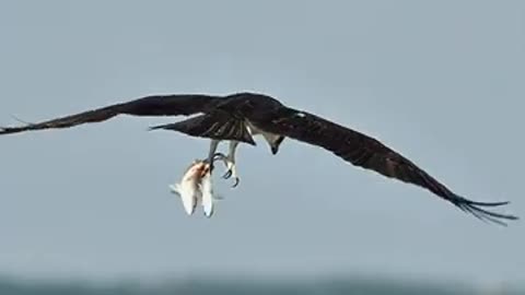 Amazing Osprey carries 3 fish into the sky but suddenly drops one back into the ocean