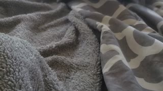 Tofu and her blanket