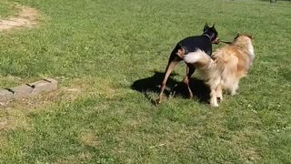 Doberman taking collie for a walk