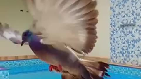 Beautiful friendship between a pigeon and a human