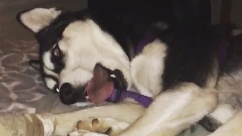 A Husky And Her Tongue