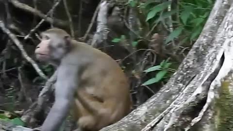 The Feral Rhesus Monkeys of Central Florida