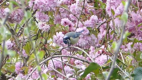 Bird : Bluetit tiny Bird