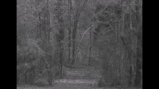 'True Terrifying Bigfoot Activity Surrounding A Family' - Sasquatch Central II - 2015