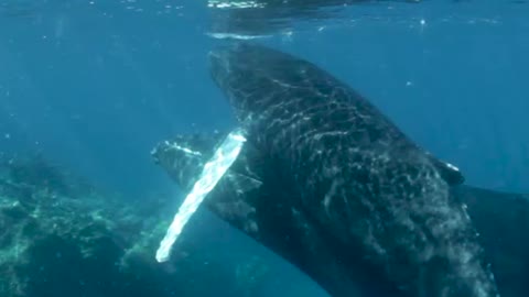 very close with a humpback whale calf!