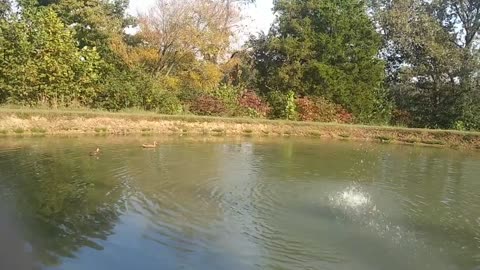 Country Farm Duck Pond Water Sprayer Autumn Scenic View Sounds of Water ASMR Trigger Splatter Noises