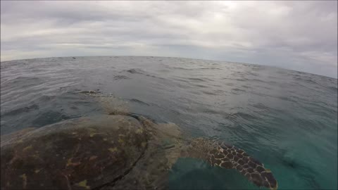 Maldives Short Snorkeling video Part 31