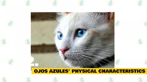 Myths and Facts about the Ojos Azules Cats!