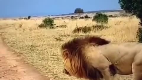 The big cat wakes up lioness funny cats ( cats & kittens )