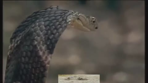 King Cobra snake attacking a wild mongoose