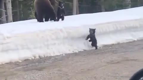 Don't mess with mama bear