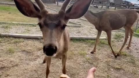 Wild deer asked me for food.