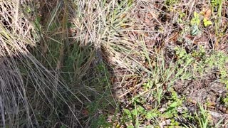 Rat Snake is common all over Florida, they are non venomous. 2/9/24