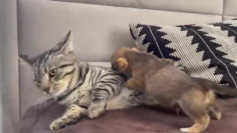 Cute puppies love playing with the cat