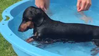 Woman doggy paddles with her weiner dog in blue pool