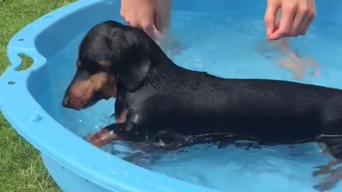 Woman doggy paddles with her weiner dog in blue pool