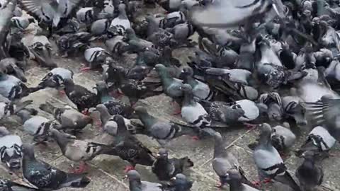 several pigeons eating