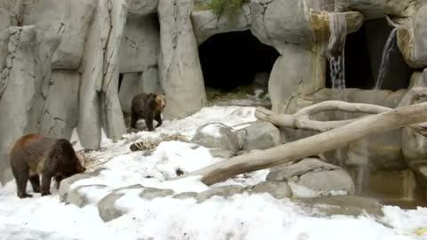 Grizzly bears enjoy a snow day in Southern California
