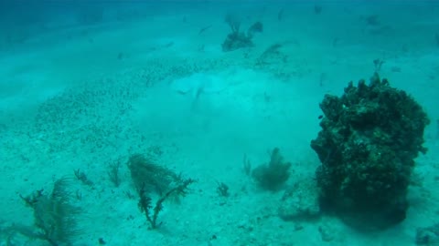 Huge stingray feeding on the ocean floor