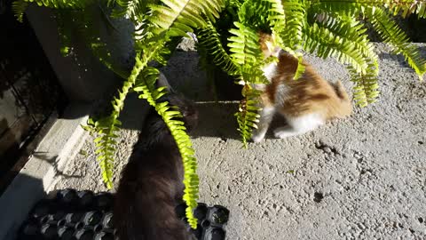 Black Panther And Yellow Kitten Fight