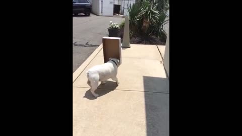 Bulldog is blinded by box and keeps walking into walls