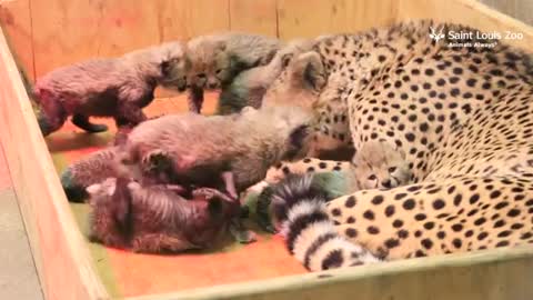 Cheetah Mom Gives Birth To A Record Number Of Cubs, And Their Photos Are Too Adorable