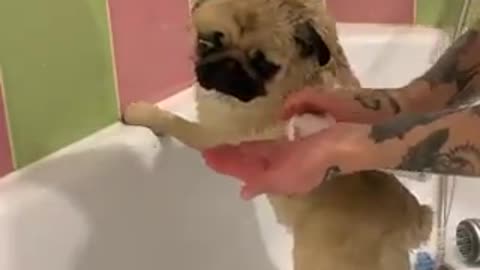 Pug taking a bath #dog [2021]