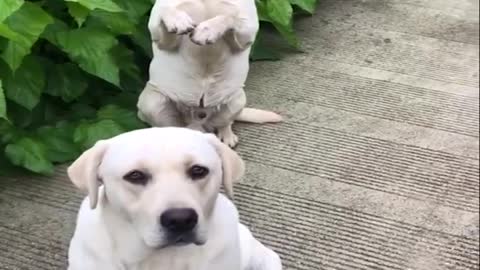 10top Funniest & Cutest Labrador Puppies #2 - Funny Puppy Videos 2022